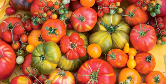 Tomaten, so bunt wie das Leben, das gibt es höchstens noch in Bioläden, aber nicht mehr in herkömmlichen Supermärkten. Den weltweiten Saatgutmarkt dominieren wenige Konzerne (Foto: istockphoto/Liza McCorkle)