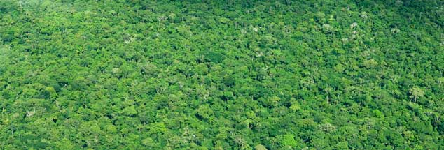 Die Welt muss aufhören, den Regenwald abzuholzen, sie muss in nachhaltige Städte und Landwirtschaft investieren und in schadstoffarme Fortbewegungsmittel, doch bisher fürchten fast alle Staaten, durch Klimaschutz mehr zu verlieren als zu gewinnen  (Foto: pa/Wildlife/M.Carwardine)
