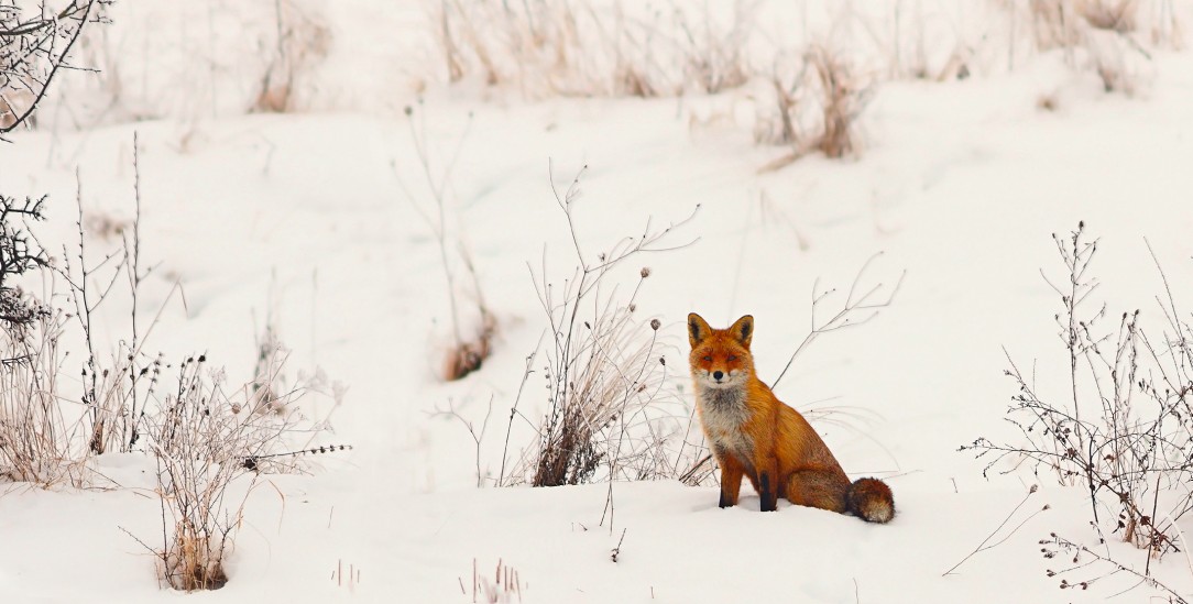 »Die Fuchsspur, schon wieder fast verweht, reichte ins Unsichtbare. Aber der Fuchs war da gewesen.« (Foto: Copyright 2017 taviphoto / Photocase Addicts GmbH, all rights reserved)