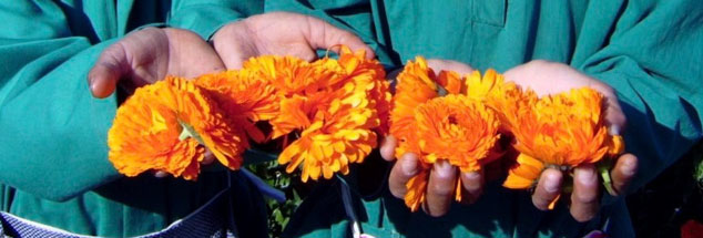 Ägyptische Biolandwirtschaft als Projekt: Am Vormittag pflücken Arbeiterinnen aus den umliegenden Dörfern leuchtend orange Ringelblumen auf den Feldern.(Foto: sekem/kafi)

