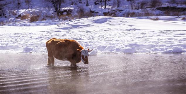 Kuh und Fluss: Lebewesen mit Bewusstsein und Rechten? (Foto: istockphoto/Kong Ding Chek)