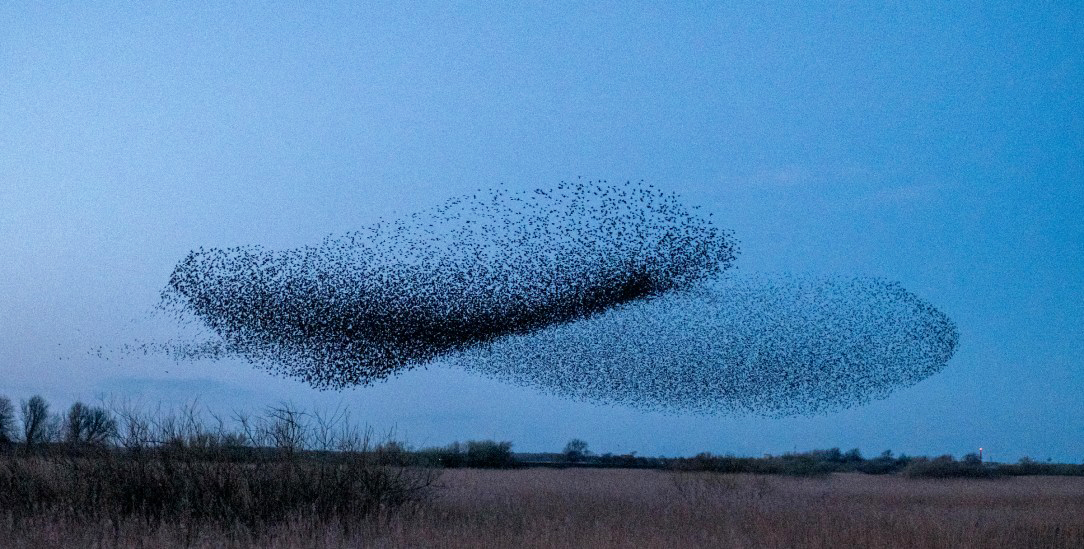 Die Stare haben keinen Chef: Das große Ganze entscheidet, wo es lang geht. So malen sie unterschiedliche Formen an den Himmel. (Foto: Gudrun Petersen)