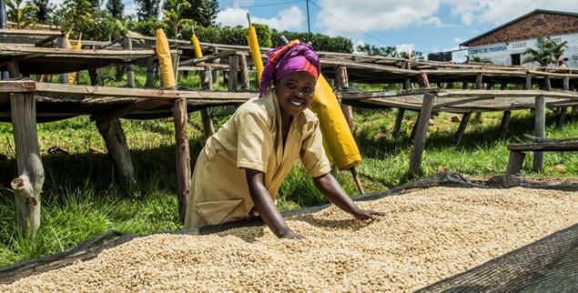 »Wir haben den Kaffeesektor neu aufgebaut«: Ein Trockenbett für Kaffeebohnen in Ruanda (Foto: Kaffee-Kooperative / Denyse K. Uwera)