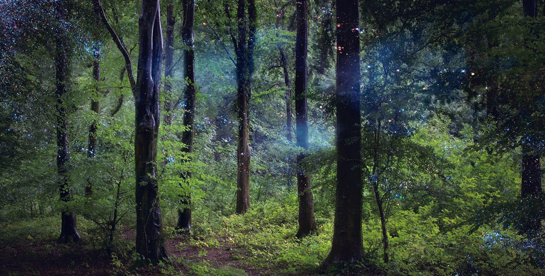 Wiederverzauberung des Waldes: Die Künstlerin Ellie Davies fügt in ihre Fotos von britischen Wäldern per Computer Bilder ein, die den Eindruck des »Wunderbaren« verstärken, hier sind es Aufnahmen des Hubble-Teleskops vom Sternenhimmel. (Foto: © Ellie Davies / Courtesy of A.galerie, Paris @agalerieparis)